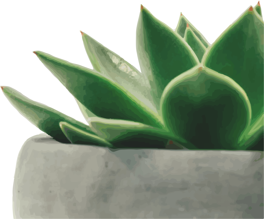 kövirózsa edényben